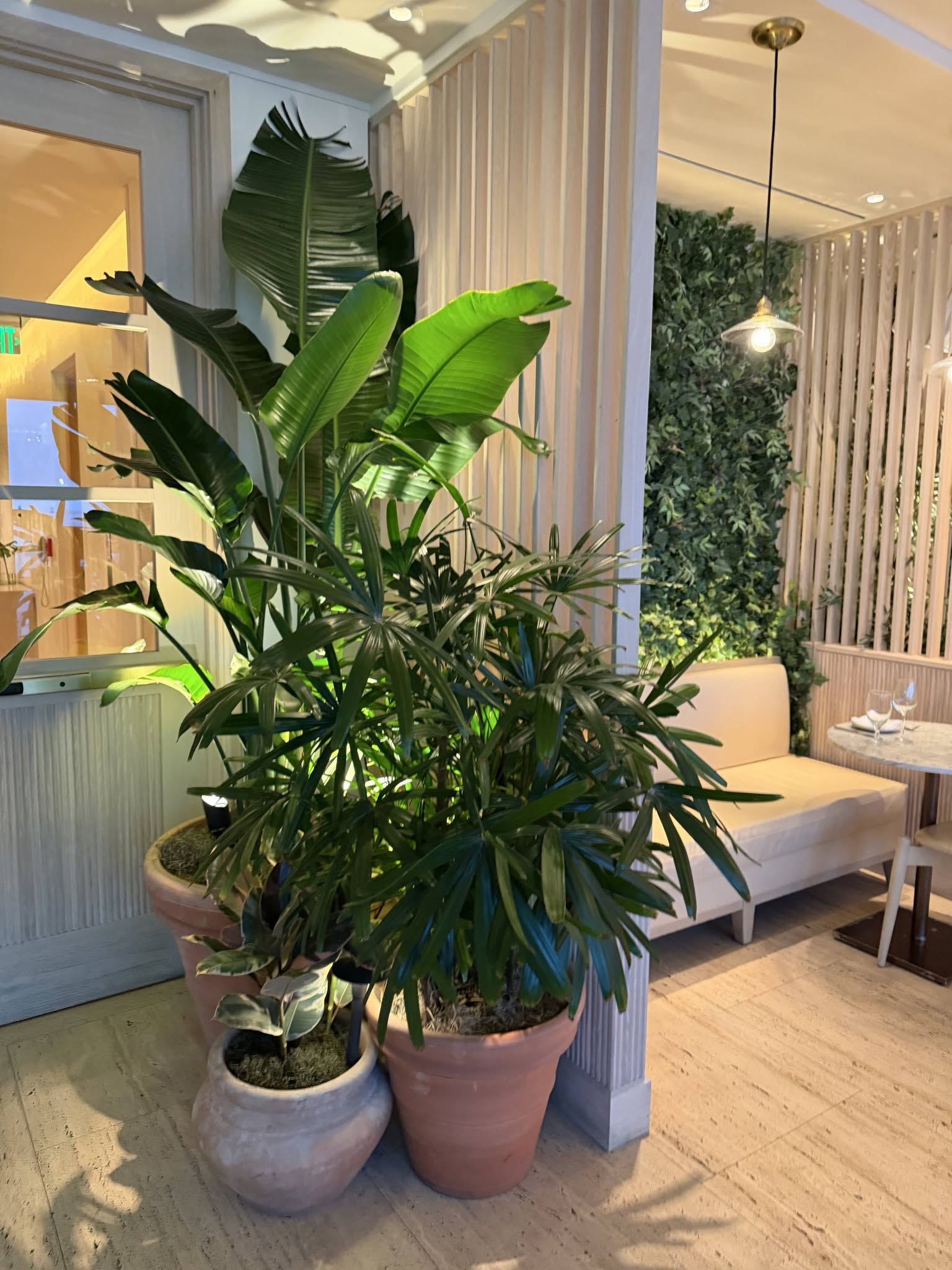 Lady palm and bird of paradise in terracotta pots next to a living wall in a hotel dining nook