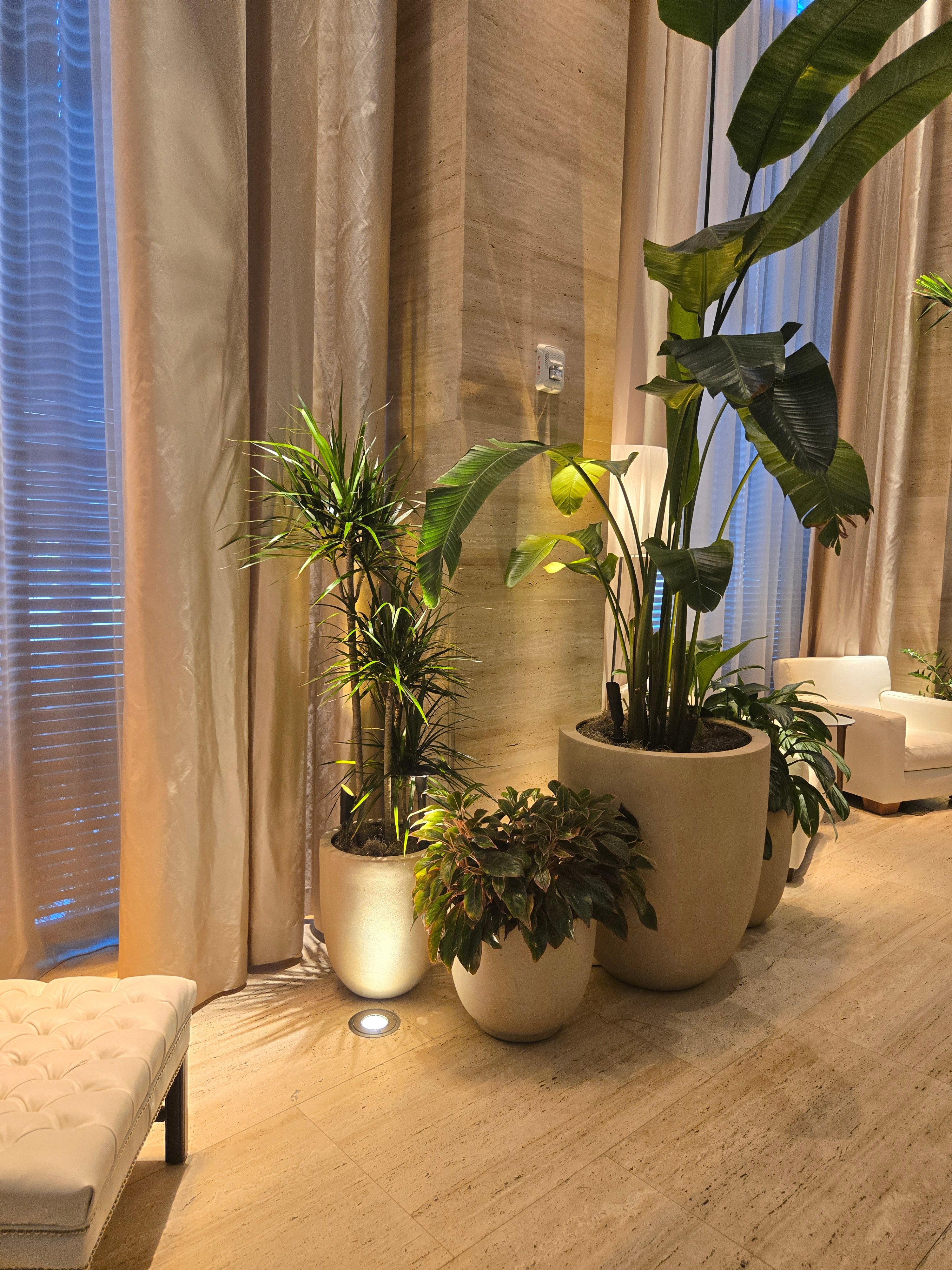 Interior Plant Maintenance Tips for Southwest Florida